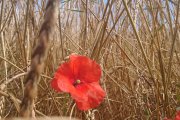 Mohn im Getreidefeld