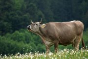 Mutterkuh ruft Kalb