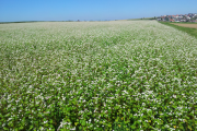 Buchweizen- Bienenweide