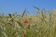 Mohn im Getreide