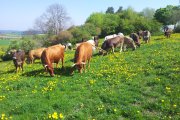 Rinder auf der Weide im Mai