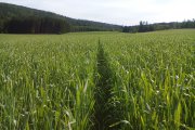 Dinkel im Fruehsommer